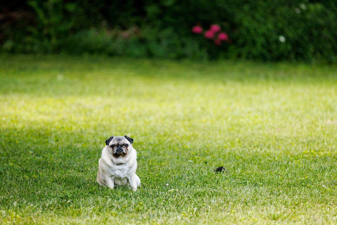 Lily Bean the pug is poet Ada Limón’s constant companion.