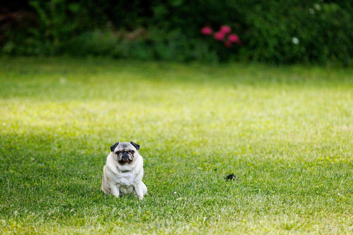 Lily Bean the pug is poet Ada Limón’s constant companion.