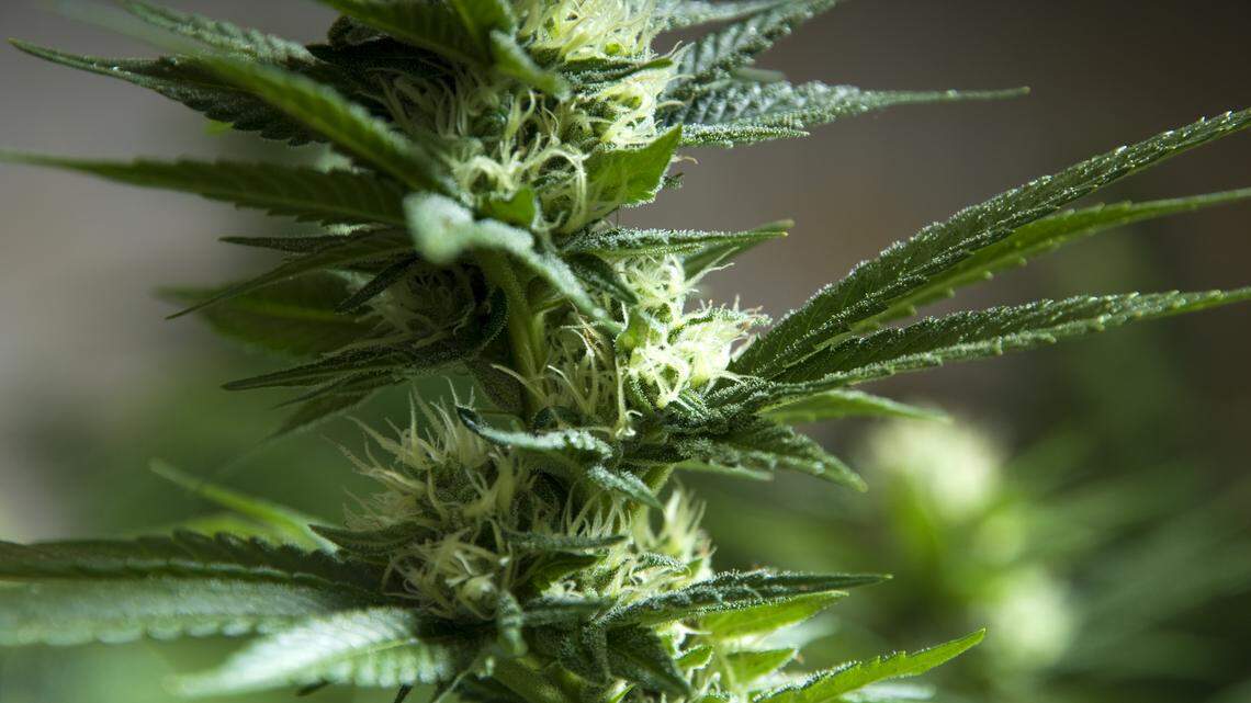 KY clears a large medical marijuana grower to operate in Jessamine County