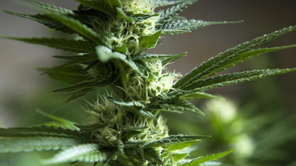 Kentucky’s medical cannabis program official launched nearly eight months ago, but the more than 11,500 individuals approved for medical cannabis card still can’t buy products in the state. 