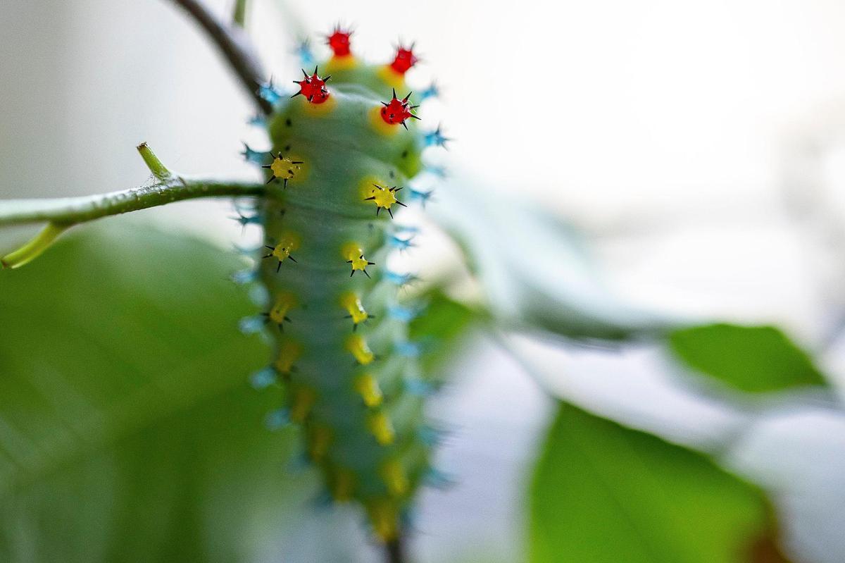 A cecropia caterpillar at Luna’s Coffee, Wine & Butterfly Cafe.