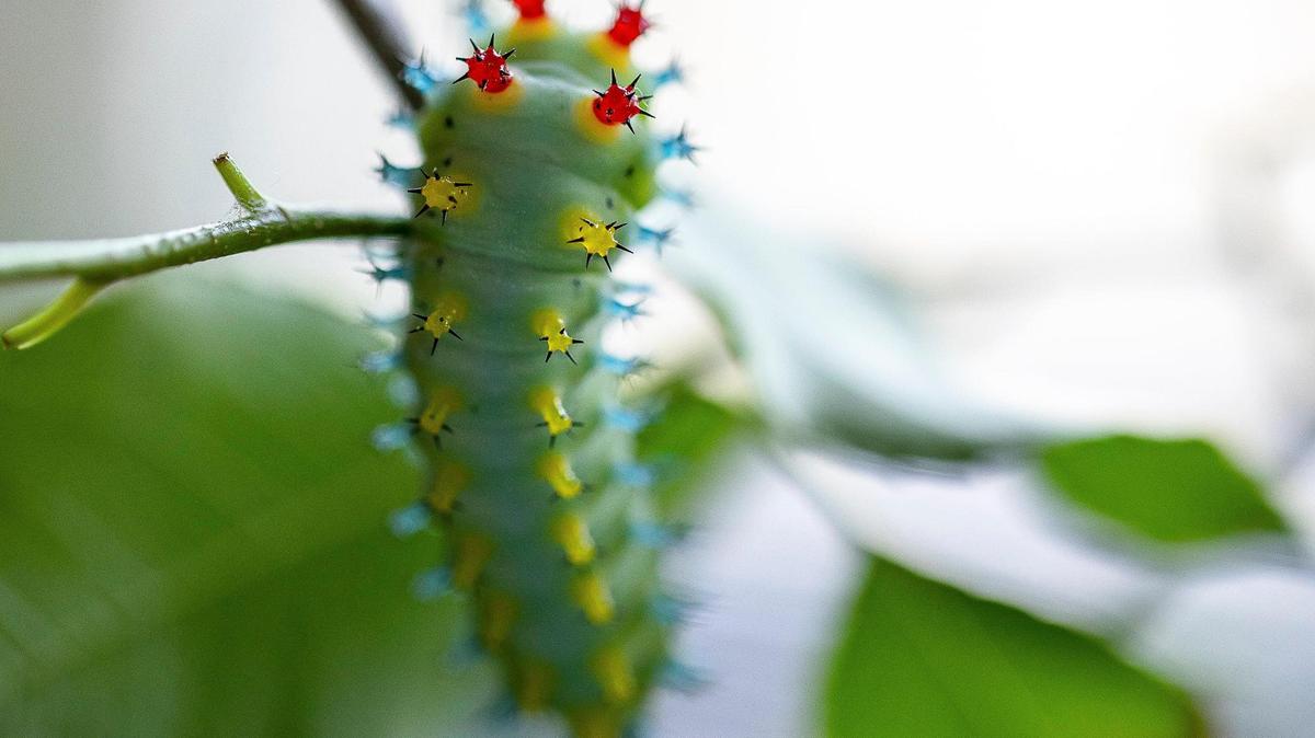 A cecropia caterpillar at LunaÕs Coffee, Wine & Butterfly Cafe at 109 Springdale Drive Suite 4 in Nicholasville, Ky., on Monday, May 24, 2021.