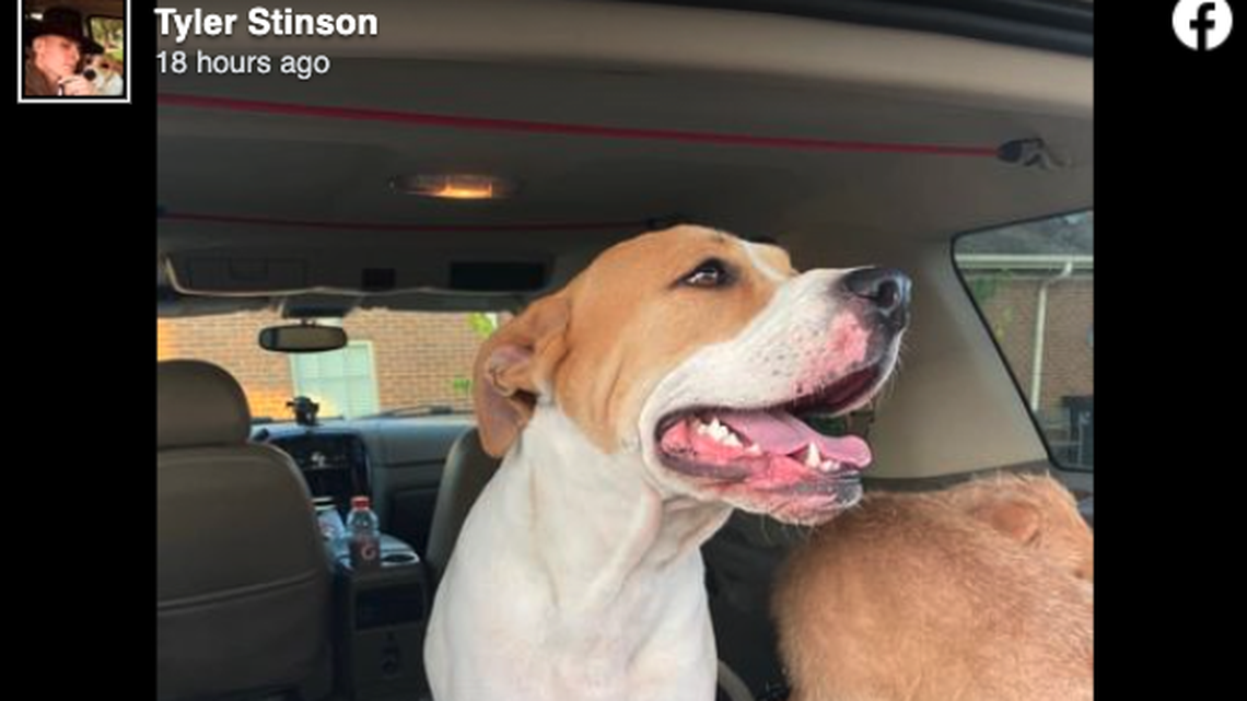 Tyler Stinson said his dog only suffered small cuts after a 170-foot fall at Red River Gorge in Kentucky.