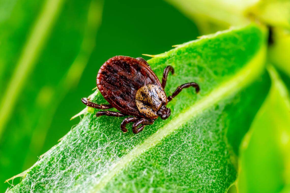 A close-up shot of an American dog tick, an adult female.