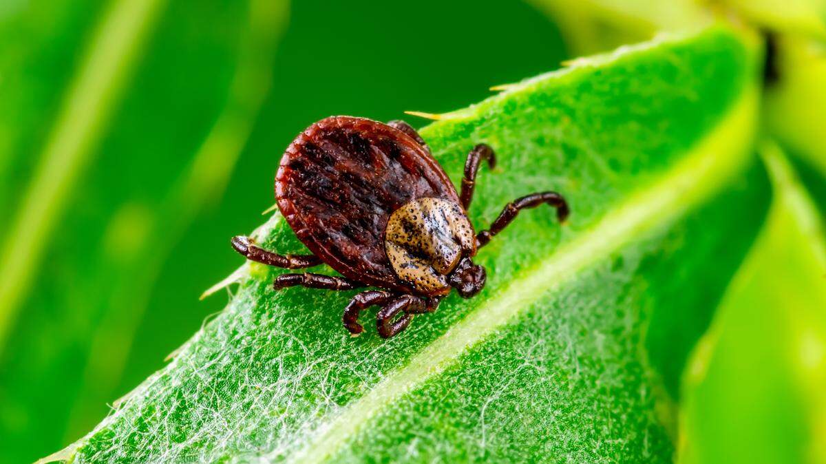 A close-up shot of an American dog tick, showing an adult female.