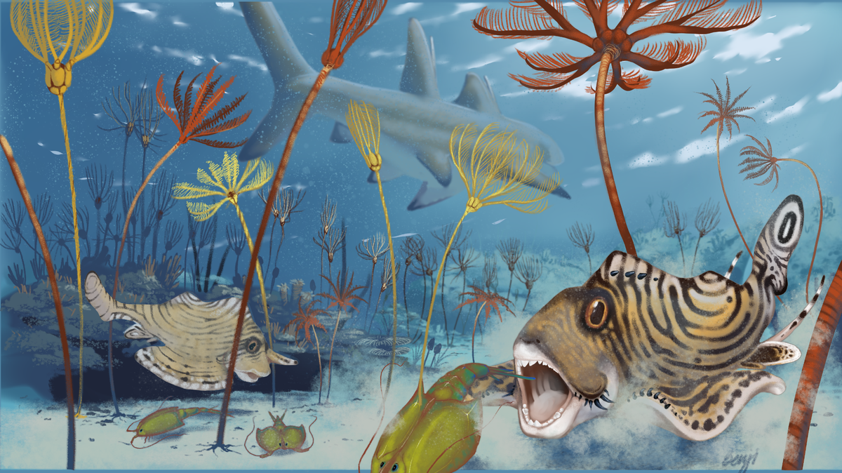 Clavusodens mcginnisi, also called “McGinnis’ nail tooth,” swam the shallow seas of Kentucky some 340 million years ago. Here we see it depicted in an artist's illustration. Researchers say the "chipmunk" shark was only 3 to 4 inches long, but ate just about anything, from hard corals to shrimp.