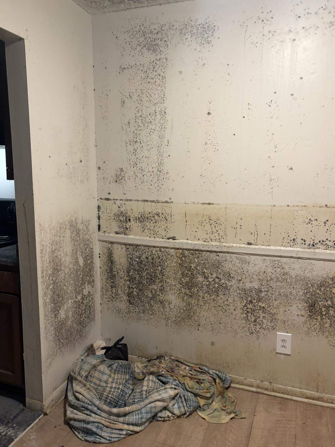 Walls of an apartment unit in southwest Lexington appear covered with black mold.
