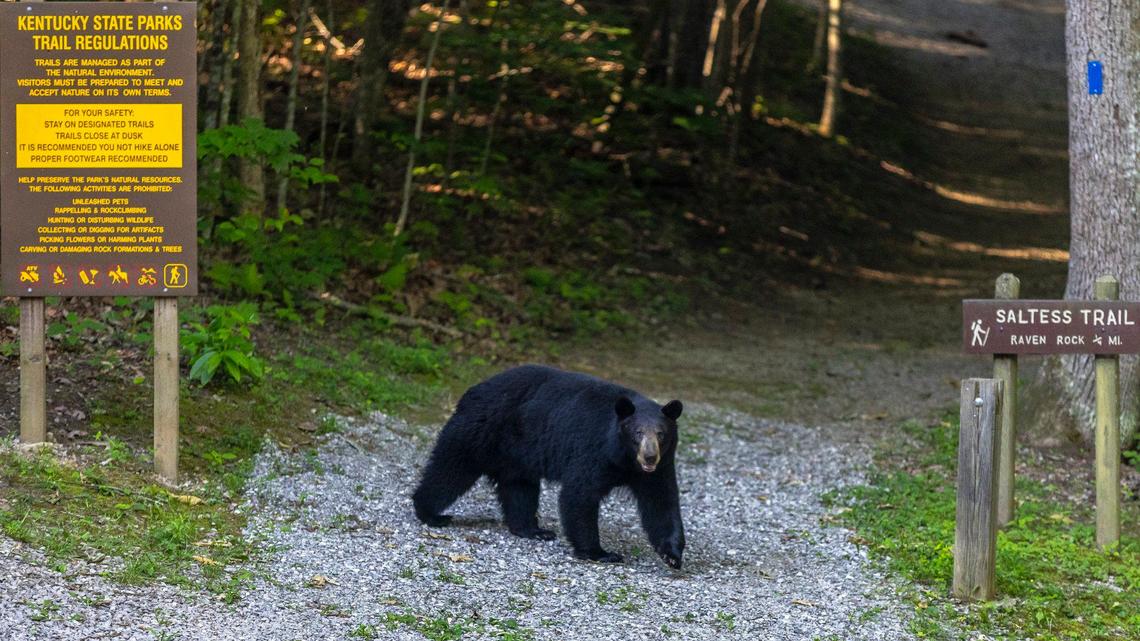 A black bear is walks near the Saltess trailhead at Kingdom Come State Park near Cumberland, Ky., on Thursday, June 13, 2024.