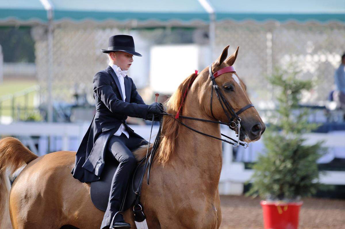 The Lexington Junior League Charity Horse Show will be at a new venue, the Kentucky Horse Park Rolex Arena, this week.