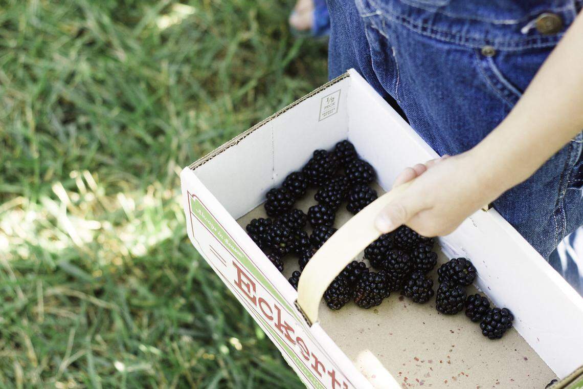 Eckert’s Orchard blackberry festival will be July 10 from 10 a.m.-5 p.m.