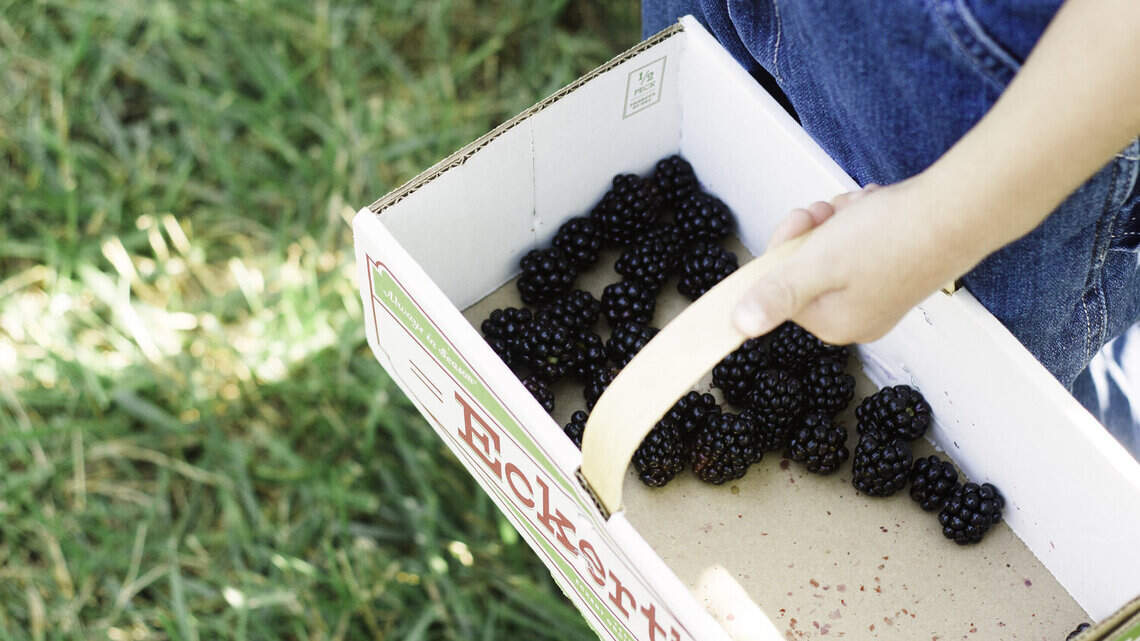 The 10 best things to do in and around Lexington this weekend