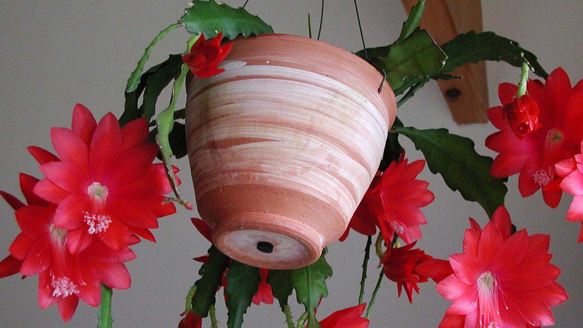 Gardening-Orchid Cacti