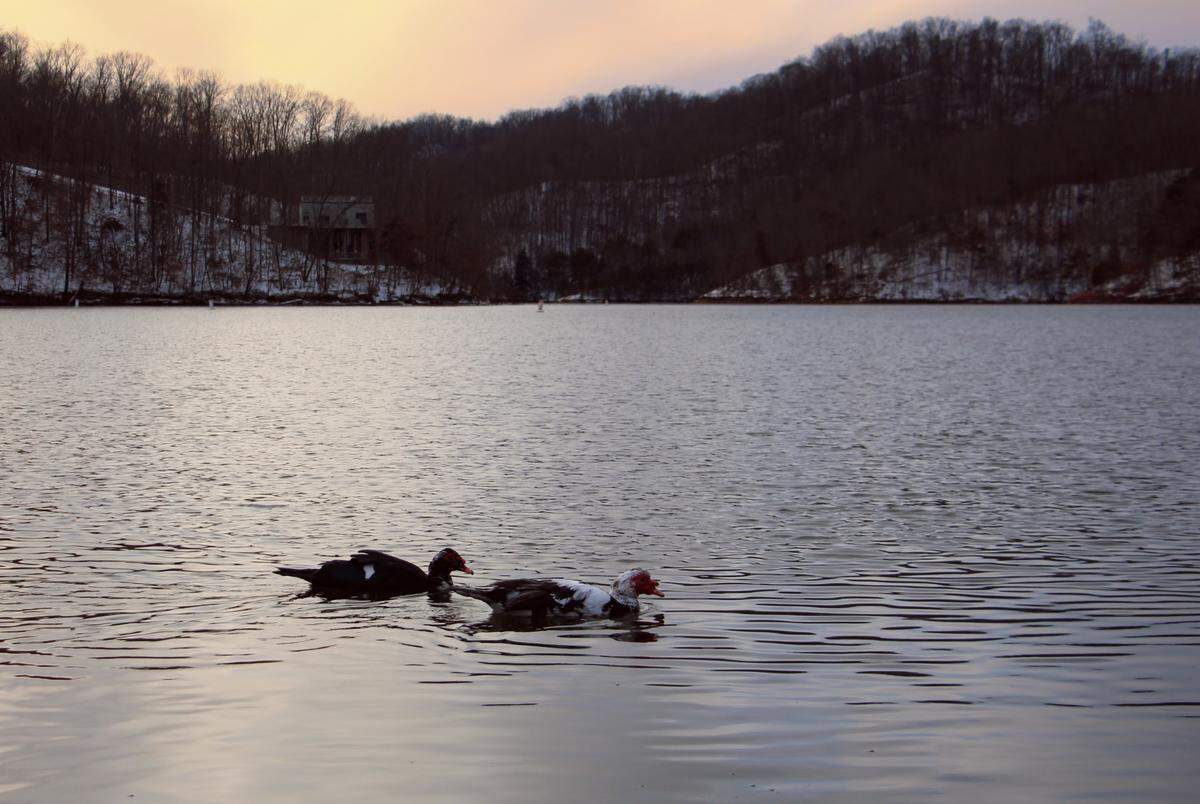 The effort by the Kentucky Fish and Game Commission to stock Florida hybrid bass in Paintsville Lake narrowly failed last year after the U.S. Army Corps of Engineers said it violated the federal government’s invasive species policy.