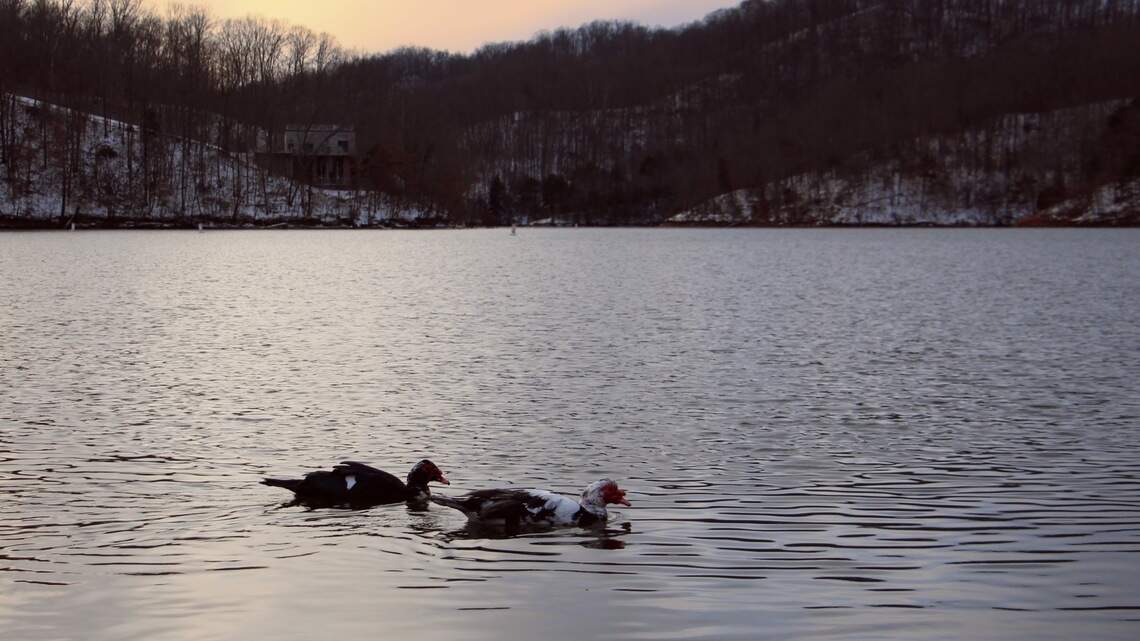 Invasive species in KY that could be hurting your backyard and native ecosystems