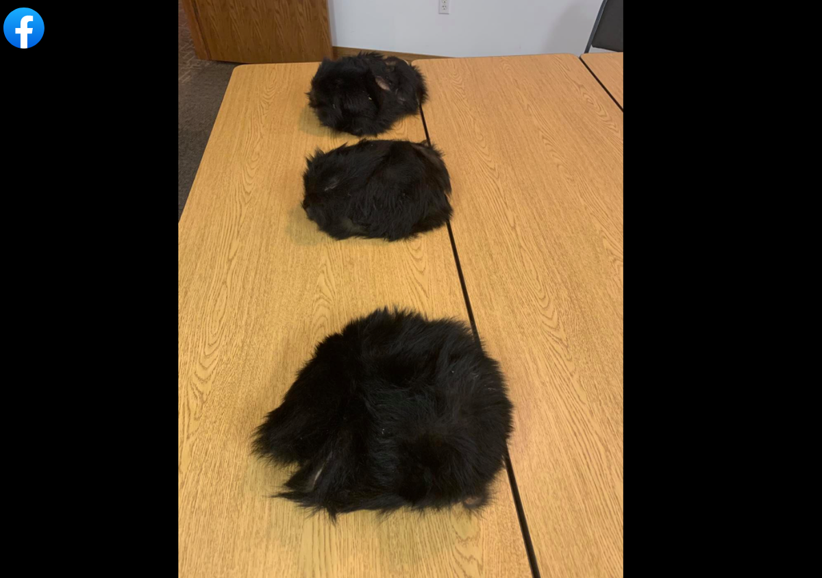 West Virginia authorities found three black bear pelts at the suspect’s residence.