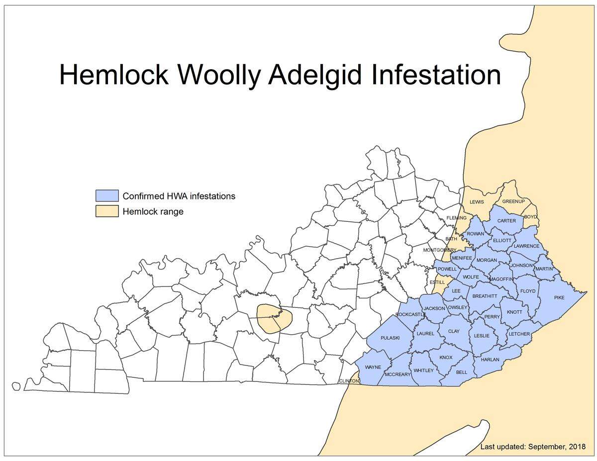 An invasive pest that can kill hemlock trees has been found in more than two dozen Kentucky counties.