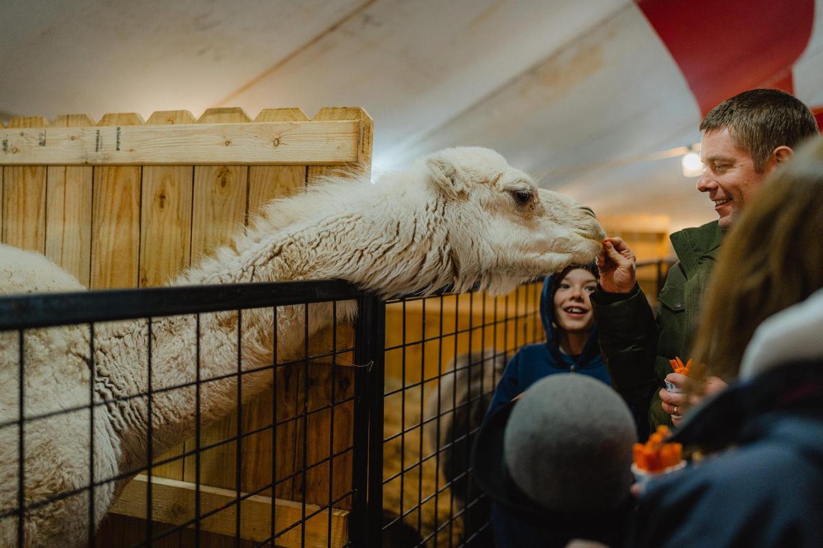 You can feed the animals at the petting zoo at the Holiday Village at Southern Lights at the Kentucky Horse Park. Animals include baby camels, kangaroos, mini donkeys, mini-Zebras, sheep, goats and alpacas.