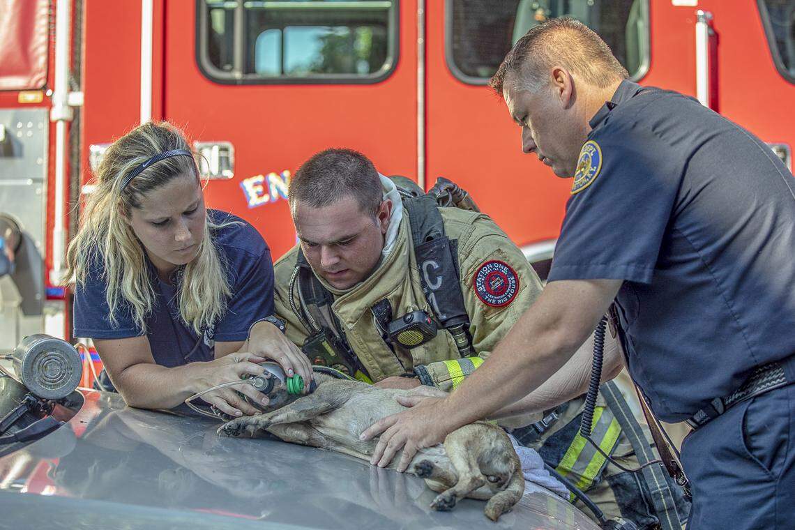 Katie Bauer, from left, David Baker and Arthur Ashely, of the Lexington Fire Department, revive Bella, a 4-year old chihuahua-Jack Russell Terrier mix, who was caught on the third floor of a structure fire at Lyndhurst Place in Lexington, Ky., Tuesday, July 9, 2019.