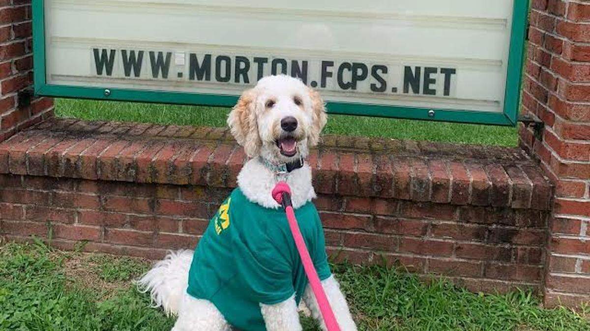 Ellie the Therapy Dog