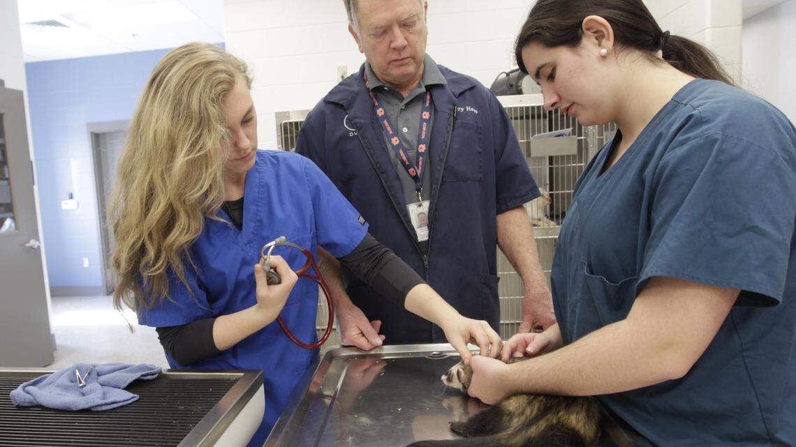 Students Hannah Stokley, left, 18, and Karina Dowd, 17, restrained a ferret while veterinarian Dr. Barry Hays gave it de-worming medicine at Locust Trace AgriScience Farm Friday.