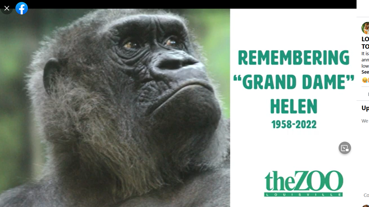 Helen, a 64-year-old western lowland gorilla, has died at the Louisville Zoo. She was the second-oldest gorilla in the world.