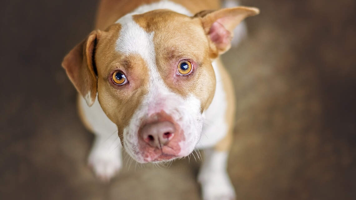 Woman dies after Central Kentucky pit bull attack