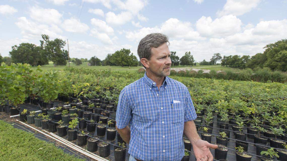 Doug Witt is growing trees to be sold for $10 each at his farm on Winchester Road.