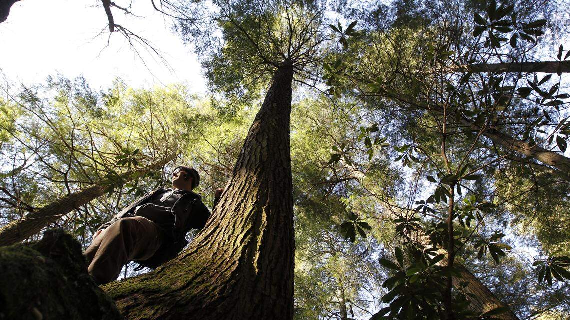 Jim Scheff﻿ of Kentucky Heartwood﻿ stood next to a towering hemlock tree in Angel Hollow in the Daniel Boone National Forest in Laurel County. Hemlock trees in other states have been devastated by infestations of the adelgid. Kentucky is trying to prevent the same fate.     