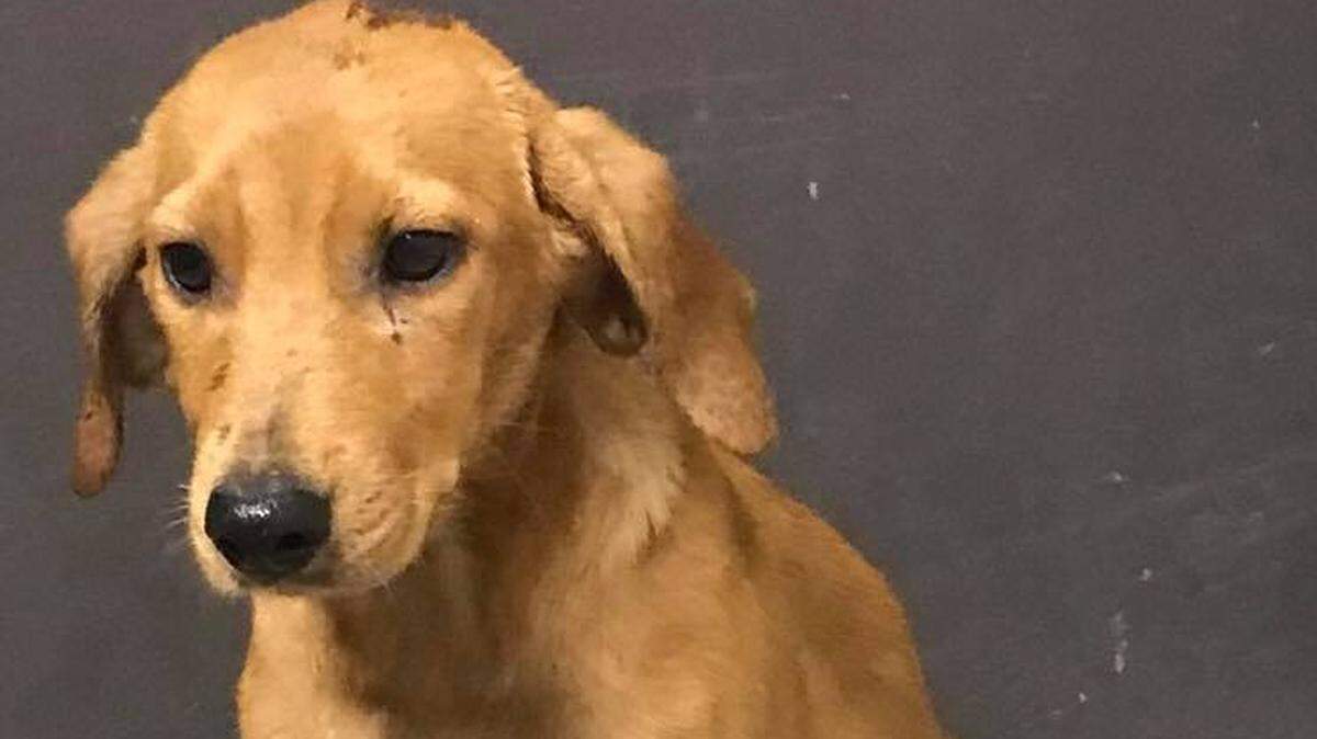 Kami, a hound mix, is one of many dogs available for adoption at the Tri-County Animal Shelter in Clearfield, Ky. She's 3 months old and weighs about 23 pounds. To reach the shelter, call 606-784-4930.
