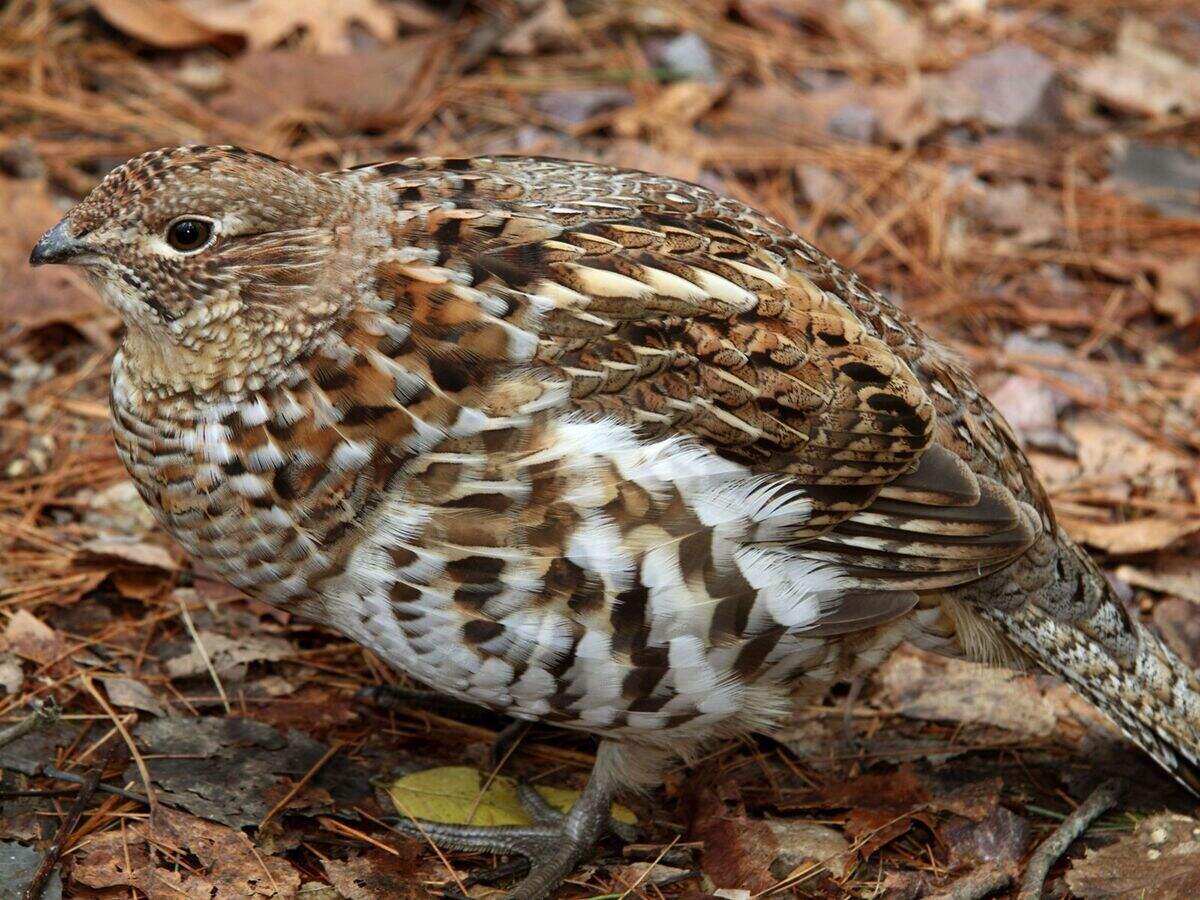 TNC manages early‑successional and young forests to create ideal habitat for species such as elk and ruffed grouse.