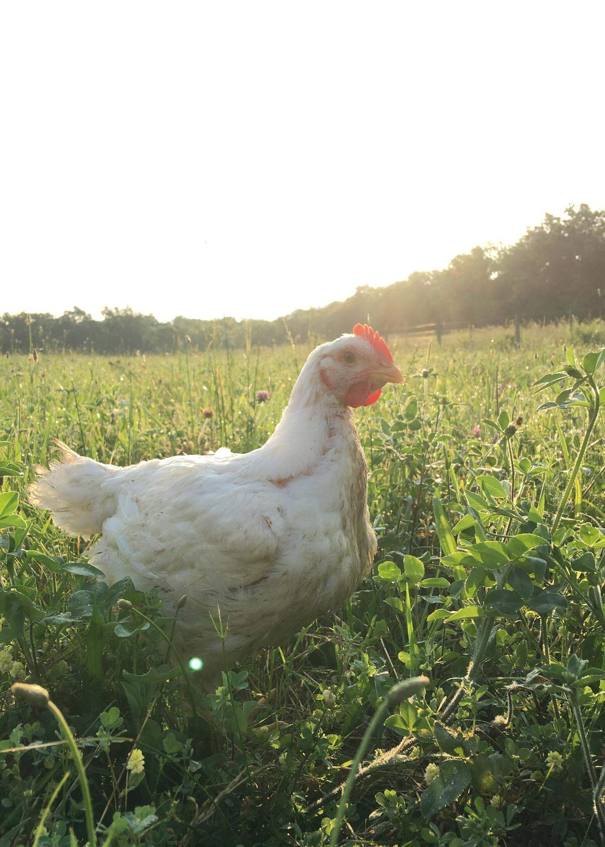 Butler Farms in Bourbon County has been able to expand its operations over the past four years thanks in part to Bluegrass Farm To Table, which has generated more than $2.7 million in sales for 80 local growers and farmers since its creation in 2014.