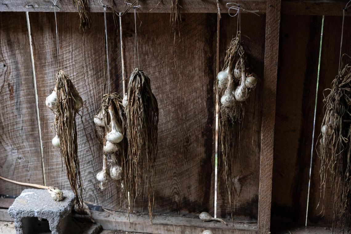 Garlic hangs to dry on Maurica Cornett’s back porch in Letcher County, Ky., Tuesday, August 8, 2023.