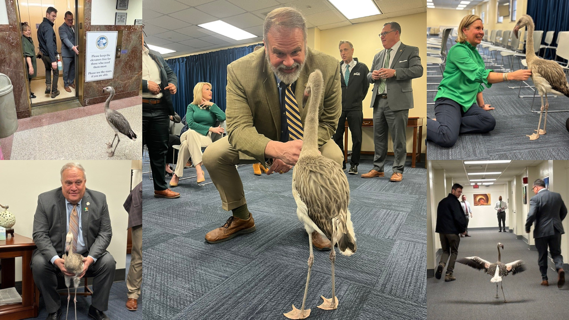 Furkey, a flamingo from the Louisville Zoo, visited Frankfort this week and was a hit with Kentucky lawmakers.