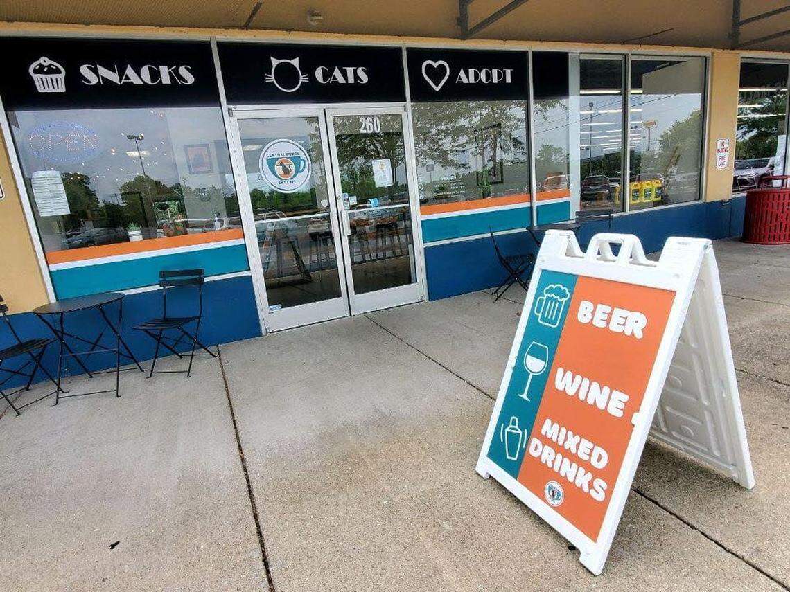 The Central Purrk Cat Cafe in Georgetown connects coffee lovers and cats up for adoption.