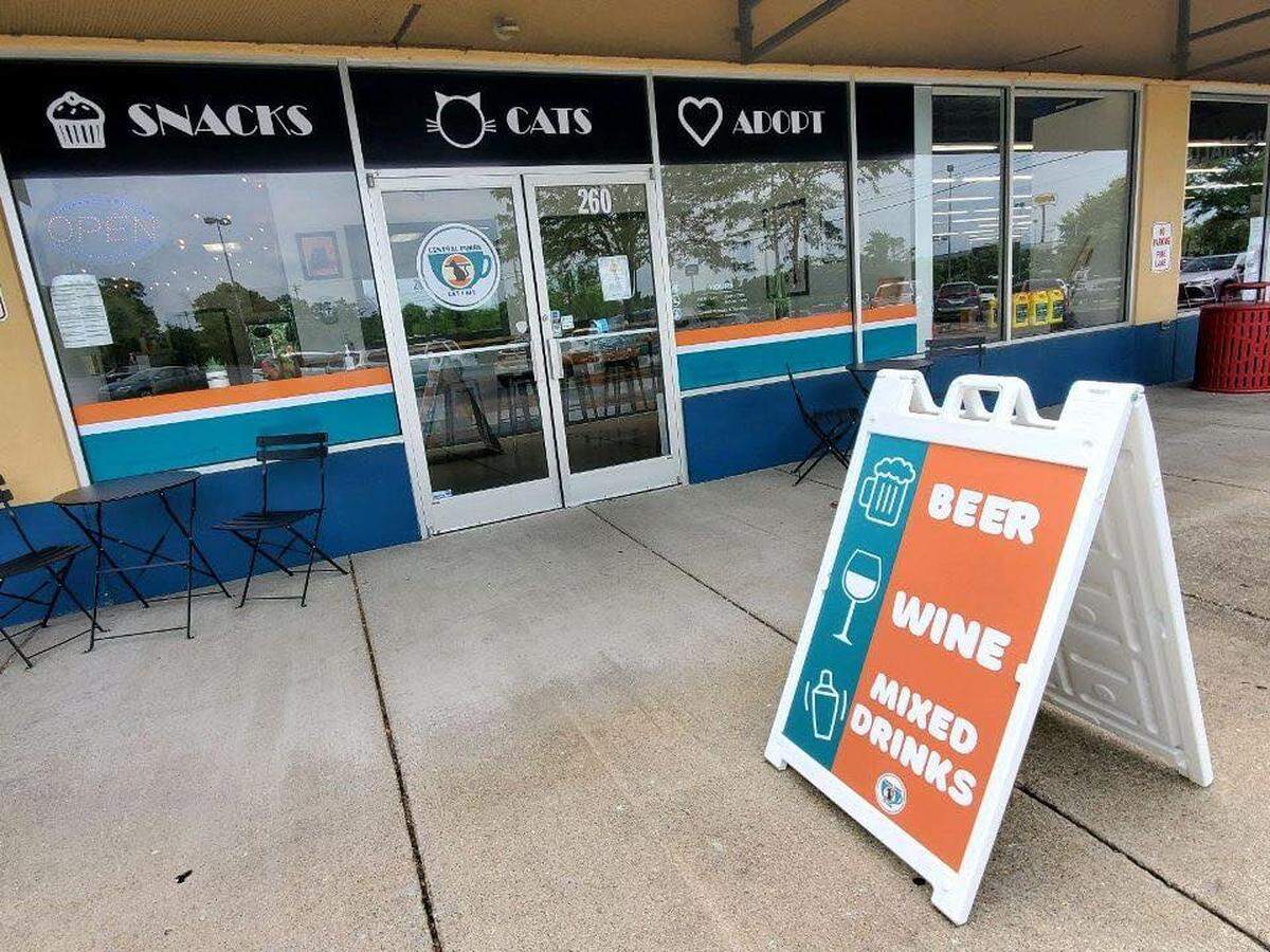 The Central Purrk Cat Cafe in Georgetown connects coffee lovers and cats up for adoption.