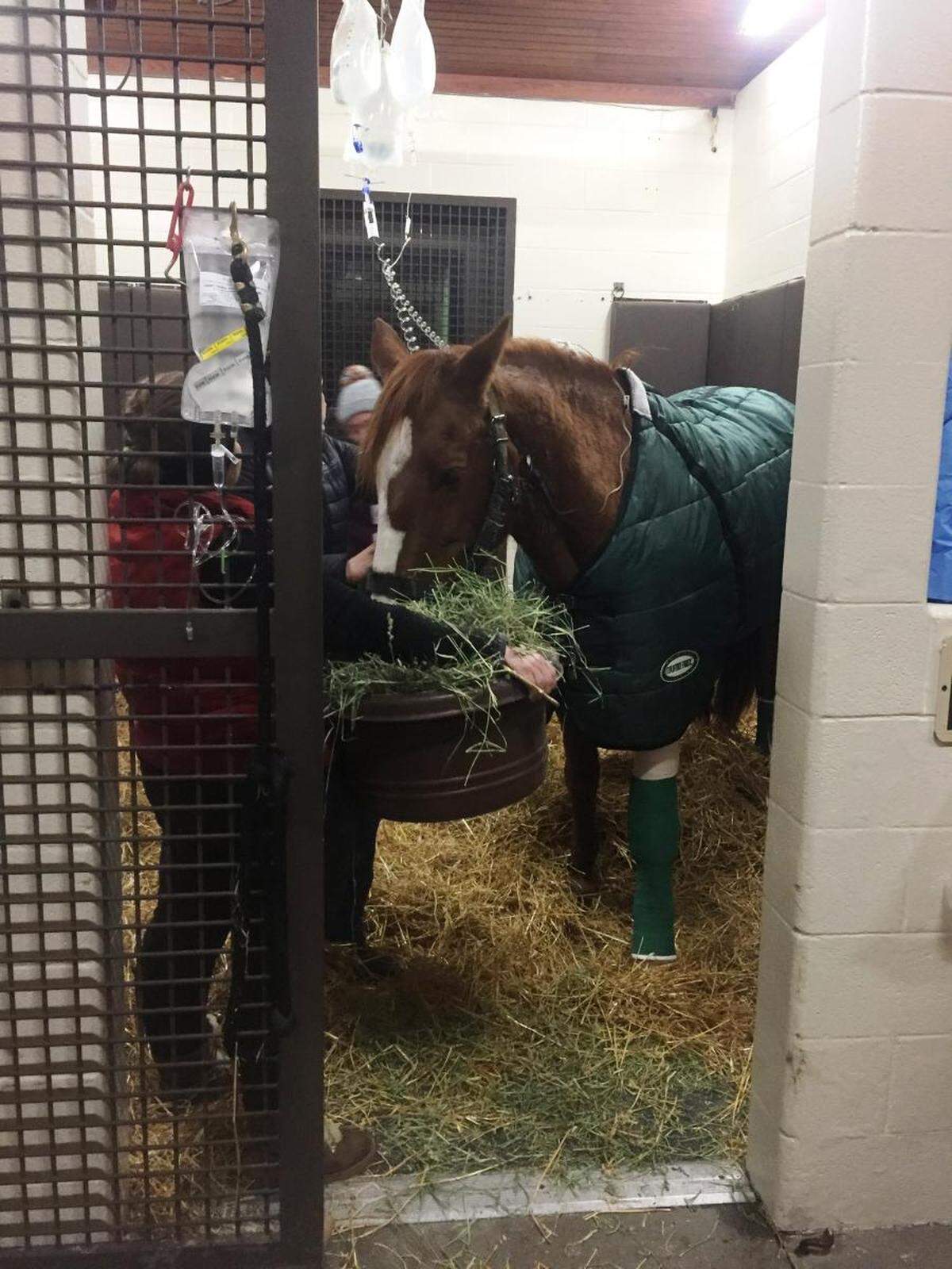 Yoder, a member of the Lexington Police Department’s mounted unit, was up and eating after being taken to Rood and Riddle Equine Hospital Tuesday night. The 17-year-old Appendiz Quarter Horse/Belgian cross was rescued by the fire department after his shoe became wedged in a pipe in an uncovered utility access hole on Sixth Street Tuesday night.