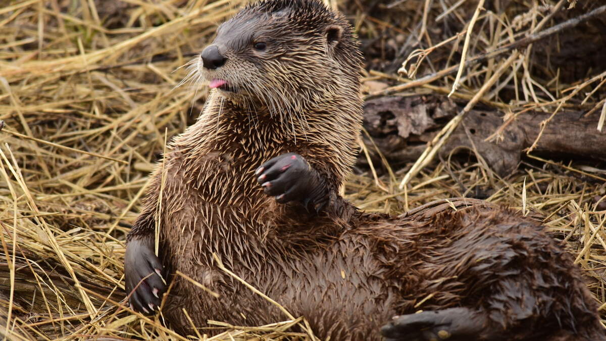 River otters rebounded across Kentucky after reintroduction efforts.