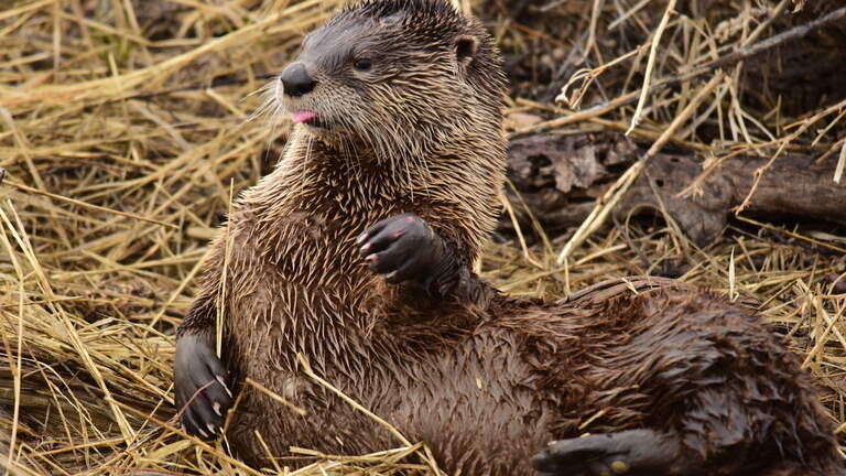 Otters splashed through KY during heavy rain. They’re more common here than you might think