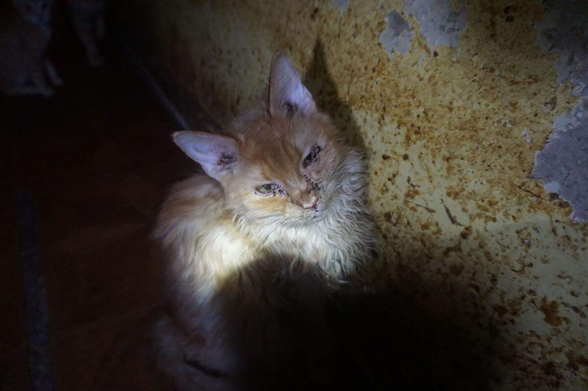 Authorities said they found 135 cats inside a house in Lexington during a 2018 investigation and animal waste throughout the house.