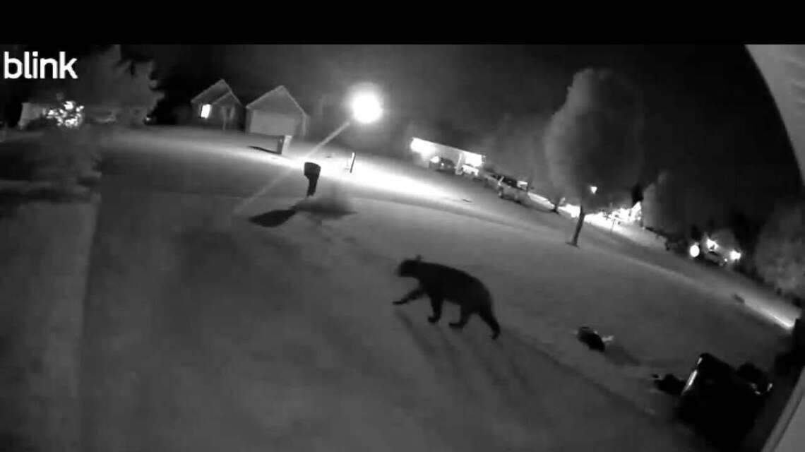 Ring camera captures photo of black bear roaming through Kentucky neighborhood