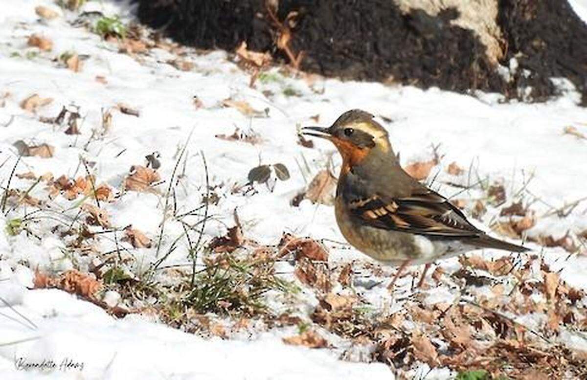 A varied thrush was first spotted on Edgemoor Drive in Lexington, Ky., Jan. 16, 2025, and it’s been attracting birdwatchers hoping to catch a glimpse ever since.