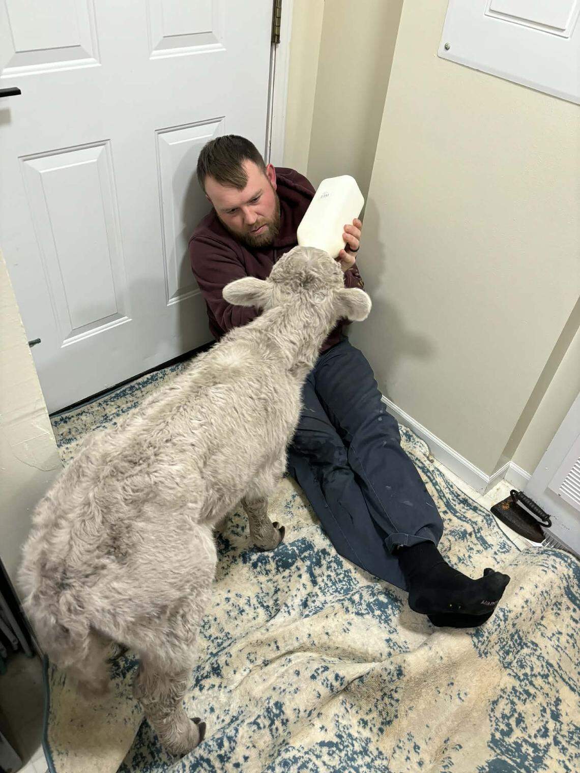Tanner Sorrell, of Montgomery County, bottle-fed a calf he brought inside after it was born in freezing temperatures during Winter Storm Fern.
