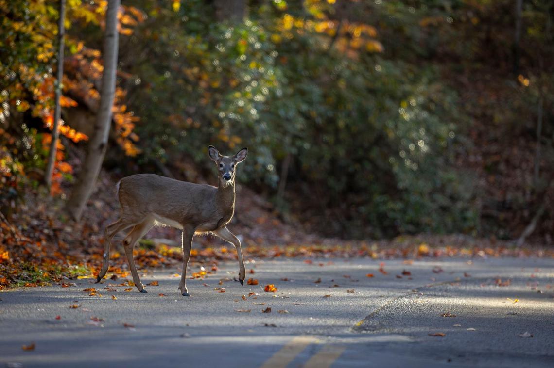 A deer crosses the road in Pine Mountain State Resort Park. The fall offers prime fall foliage viewing.