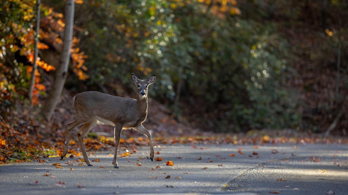 A deer crosses the road in Pine Mountain State Resort Park.