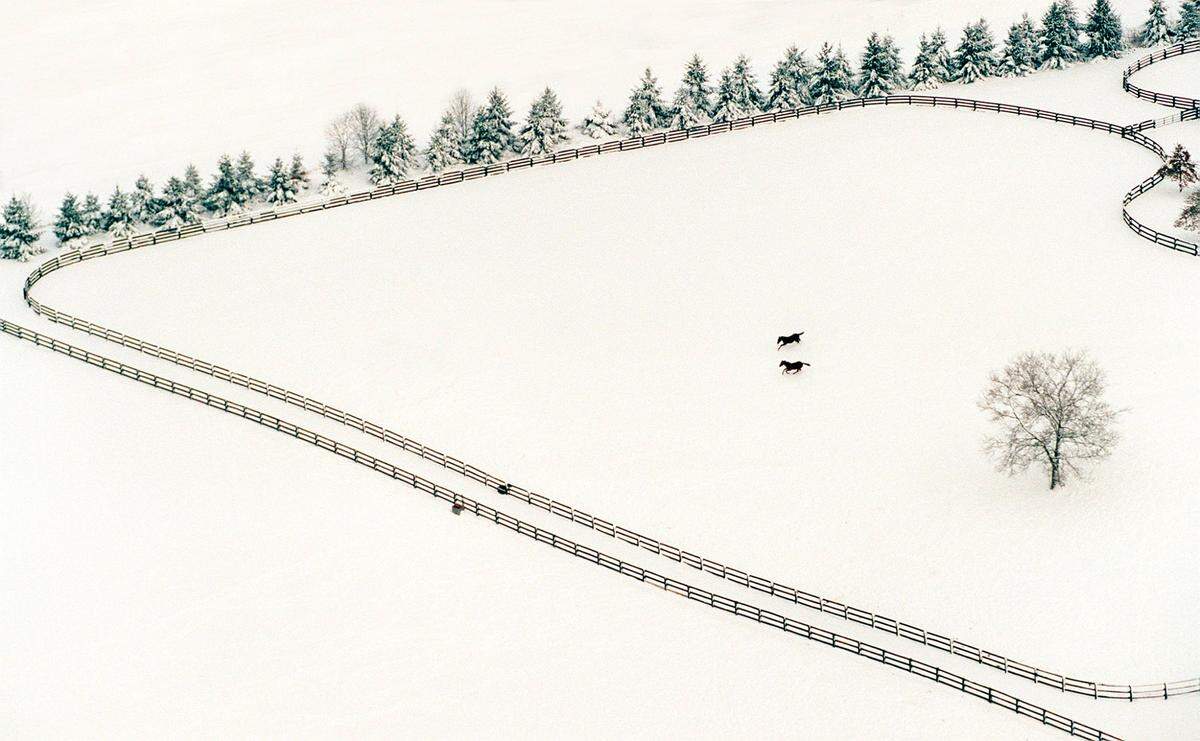 Two thoroughbreds ran through the snow in their paddock on a farm in northern Fayette County in the winter of 1994. Photo by Ron Garrison | Staff
