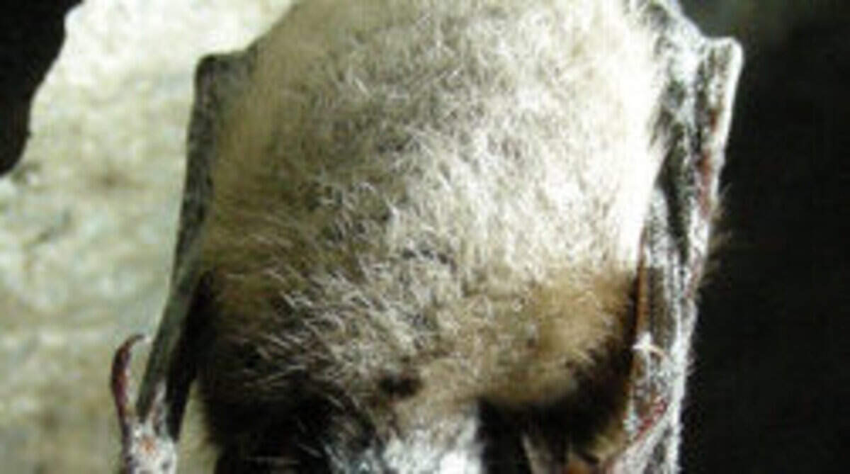 A little brown bat showing symptoms of white-nose syndrome in Greeley Mine, Vermont, in 2010.