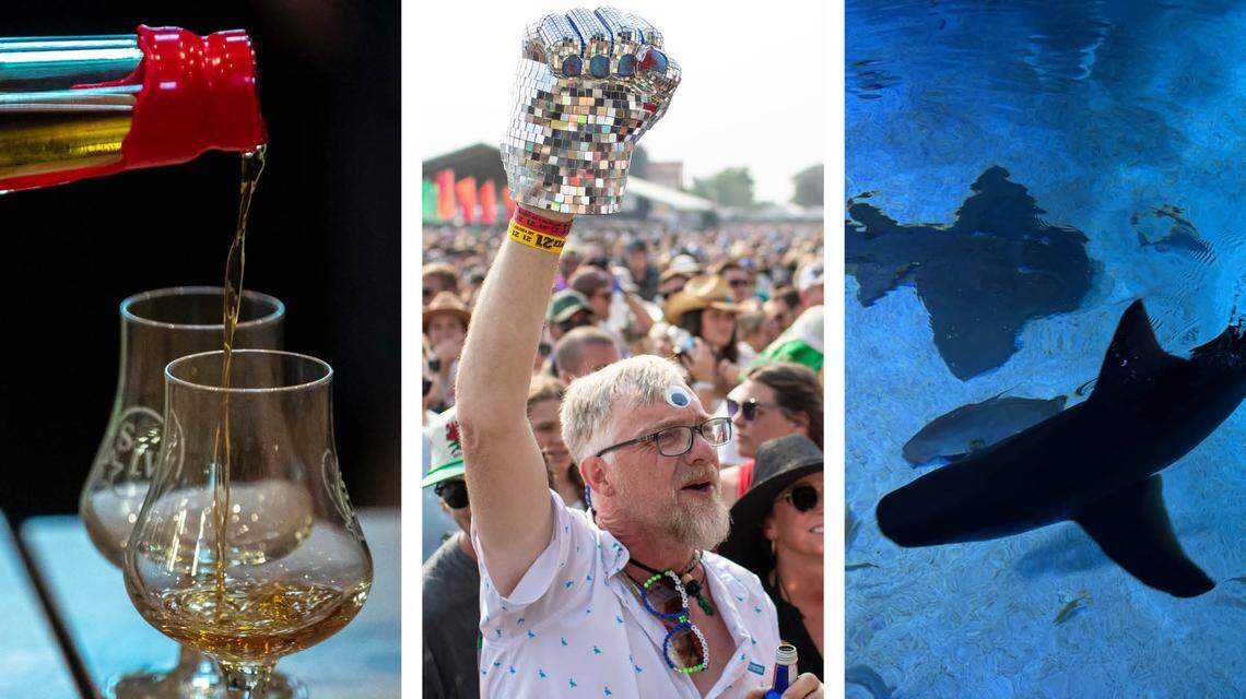 Popular summer options for your tourism dollar include from left, sampling bourbon on the Kentucky Bourbon Trail, seeing a headlining act at the Railbird Music Festival or getting up close to a shark at the Newport Aquarium.