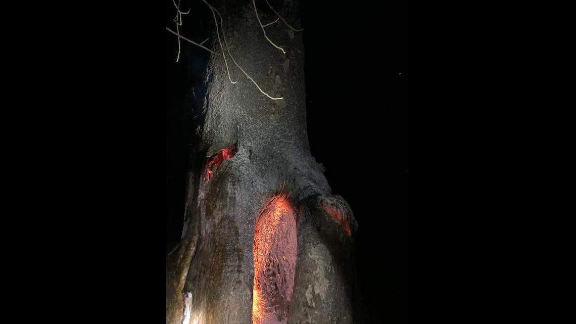The fire was largely contained in the hollow interior of the 350-year-old sycamore tree, Iowa officials say.