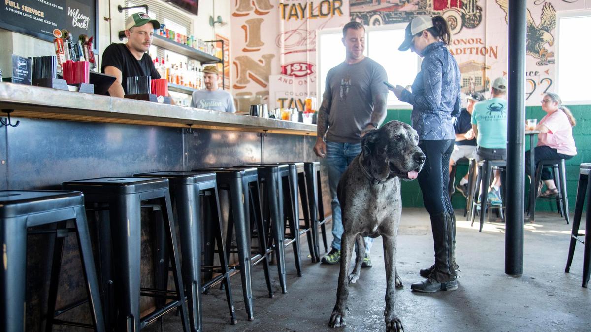 Ryan and Dixie Kendall with their Great Dane Harley at The Service Station in Lexington, Ky., Friday, June 17, 2022. Does Lexington allow your dog to be off leash if it’s under voice control?