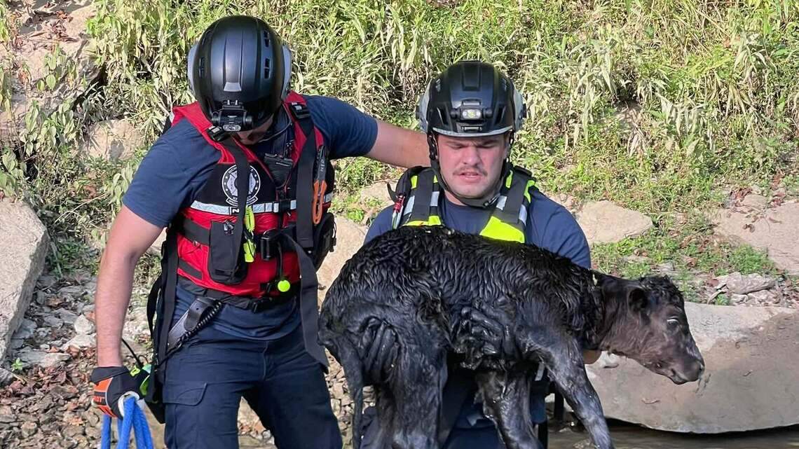 Jessamine County crews rescue struggling calf from Dix River